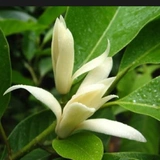 Белые орхидеи, цветочные растения в горшках, комнатные саженцы магнолии с бутонами, цветущими в любое время года, ароматные орхидеи желтого рога во дворе.