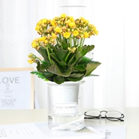 Прекрасный желтый цветок долголетия (автоматический водопоглощающий таз)