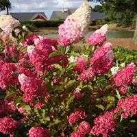 Круглый бриллиантный гидрангея полна красных цветов (купить три, получи один бесплатно)