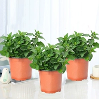 3 горшочка мяты [оригинальный горшочек]