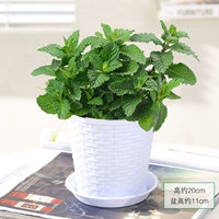 Мята [Белый бамбуковый таз]