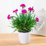 Грамоволочные саженцы цветов с цветочными почками, большими цветами, дигантом, цвету