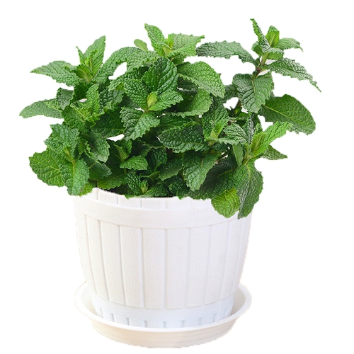 Мята розмариновый горшечный растения могут быть съедобными и очищенными воздушными зелеными растениями.