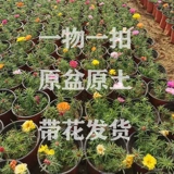 Живая комната саженцы саженцы солнце