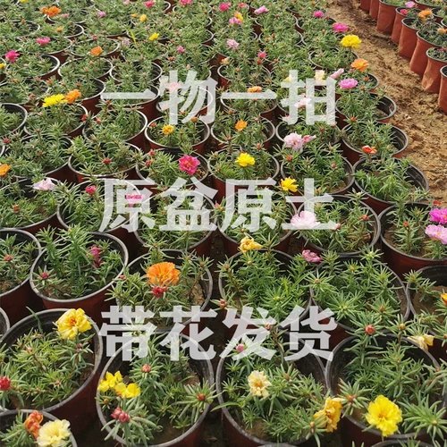 Живая комната саженцы саженцы солнце