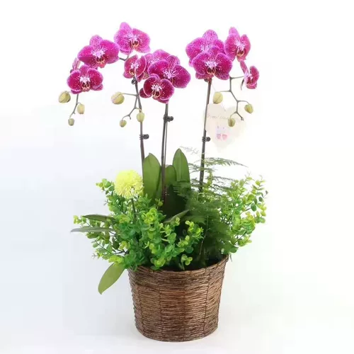 Рассады Phalaenopsis, в горшках с цветами, мечами, цветочными бутонами, большими саженцами орхидей