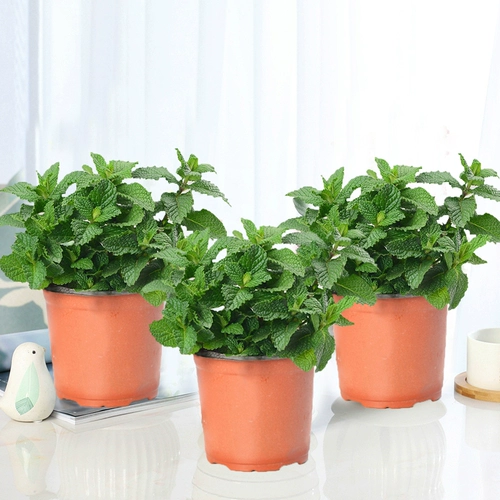 Мята розмариновый горшечный растения могут быть съедобными и очищенными воздушными зелеными растениями.