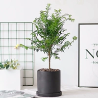 Черная керамическая прямая трубка длиной 30-40 см.