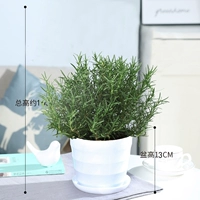 Средняя раковина с розмарином [резьбовая раковина]