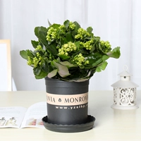 Прекрасный зеленый цветок долголетия (галлонный горшок)