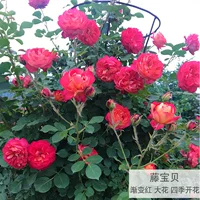 Fujima (Four Seasons Blossom)