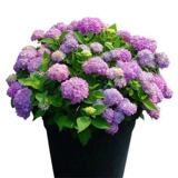 Cold 10 -Year -Sold Cule Big Flower Embos имели цветы и саженцы, бесконечные летние саженцы цветов гортензии, восемь бессмертных цветочных балконов