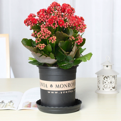 Цветочный горшок с цветочным цветом с цветами и цветами и цветами.