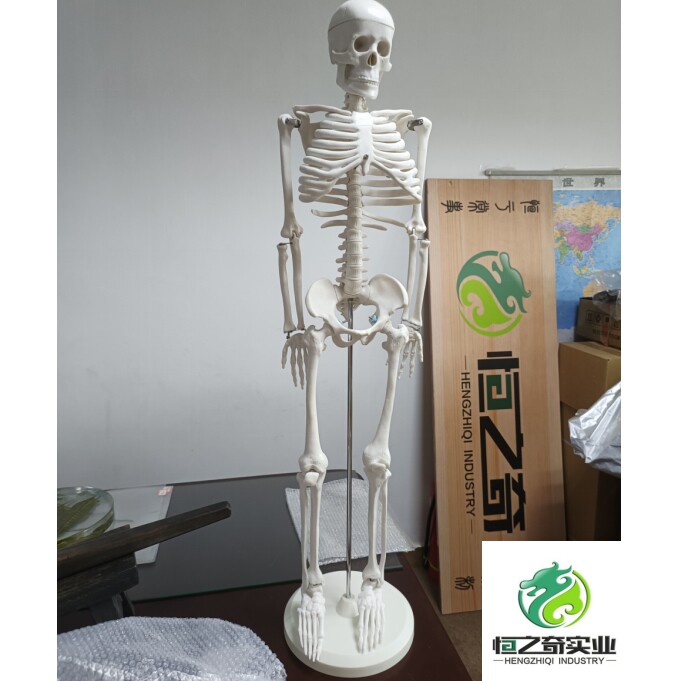 人体骨骼模型都有哪些重要功能?뼈 모델이 왜 중요한가요?-生活-淘宝百科网