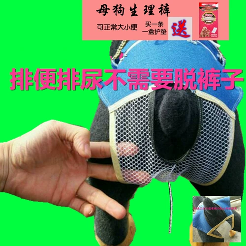 Профилактика менструальных преследования Физиологические штаны Санигитарные эстральные салфетки, собаки, собаки и собаки, физиологические брюки, признание, нормальное