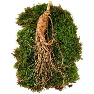 6.9元包邮  珍源老翁 长白山鲜人参 50g