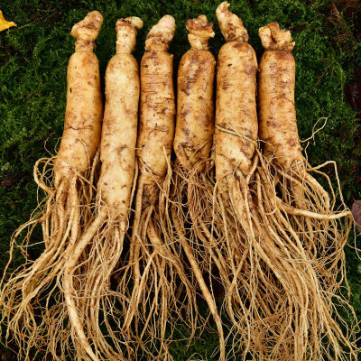 东北白长白山非野山参整支