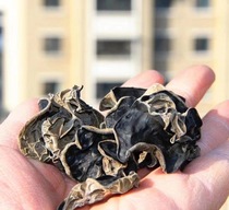 Xinjiang Baicheng County black fungus dried goods thick meat sulfur-free special grade wild specialty autumn fungus 500g