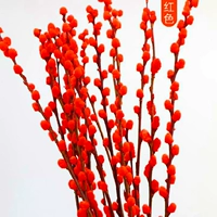 Красная серебряная ива составляет около 80 см и 20 филиалов