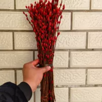 Красная серебряная ива составляет около 45 см.