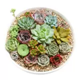 Новые суккуленты для внутреннего и уличного балкона.