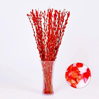 Красная серебряная ива составляет около 60 см, а 50 ветвей не содержат ваз