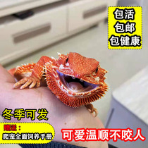 Mane lizard larvae live pet entry-level climbing pet seedlings citrus red ultra-white zero package docile
