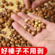 2025 New Hazelnuts, Northeast Specialty, Wild Fresh Roasted Iron-Ling Hazelnuts, Original Flavor, Thin-Shelled Small Hazelnuts
