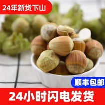 2024 new hazelnut Northeast specialty fresh green skin green skin water kernel hazelnut fresh hazelnut Northeast five pounds in stock