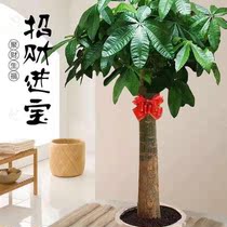 Fortune-making tree swing living room big step with high potted plant opening Qiao relocation Gifts Ground Large Vase Green Planting Indoor Large