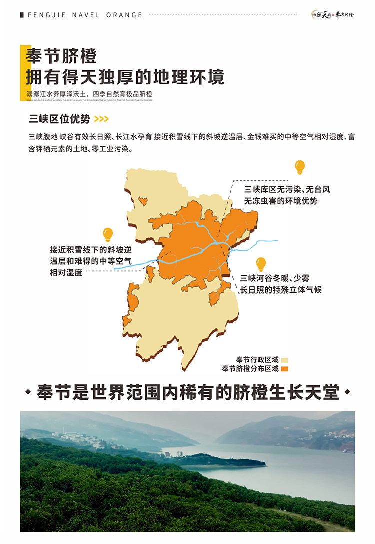 重庆奉节脐橙 净重9斤 单果70-75mm 图2