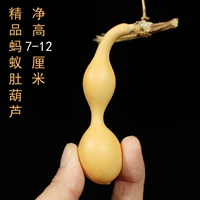 Бутик муравей живот (1) 7-12 см