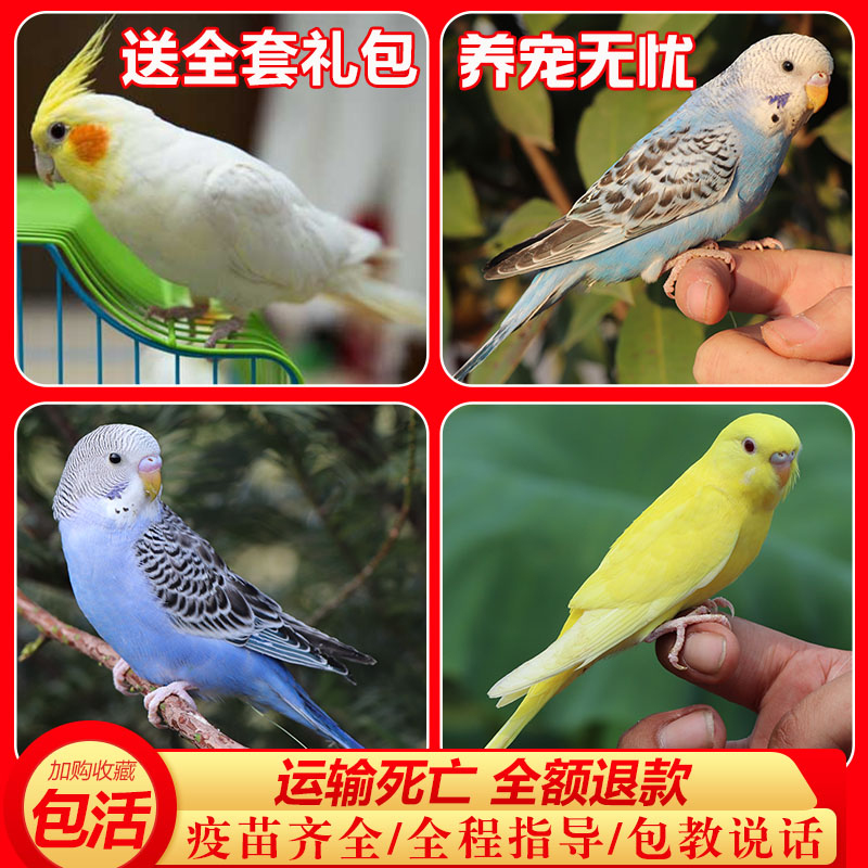 尊帝斯 活体虎皮鹦鹉宠物 天猫优惠券折后￥23起包邮（￥28-5） 送全套礼包