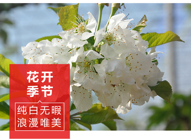 新鲜上市 大连美早大樱桃 2斤 果径26-28mm 图6