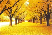 Темно -фиолетовое золото, полное фотографии 1000