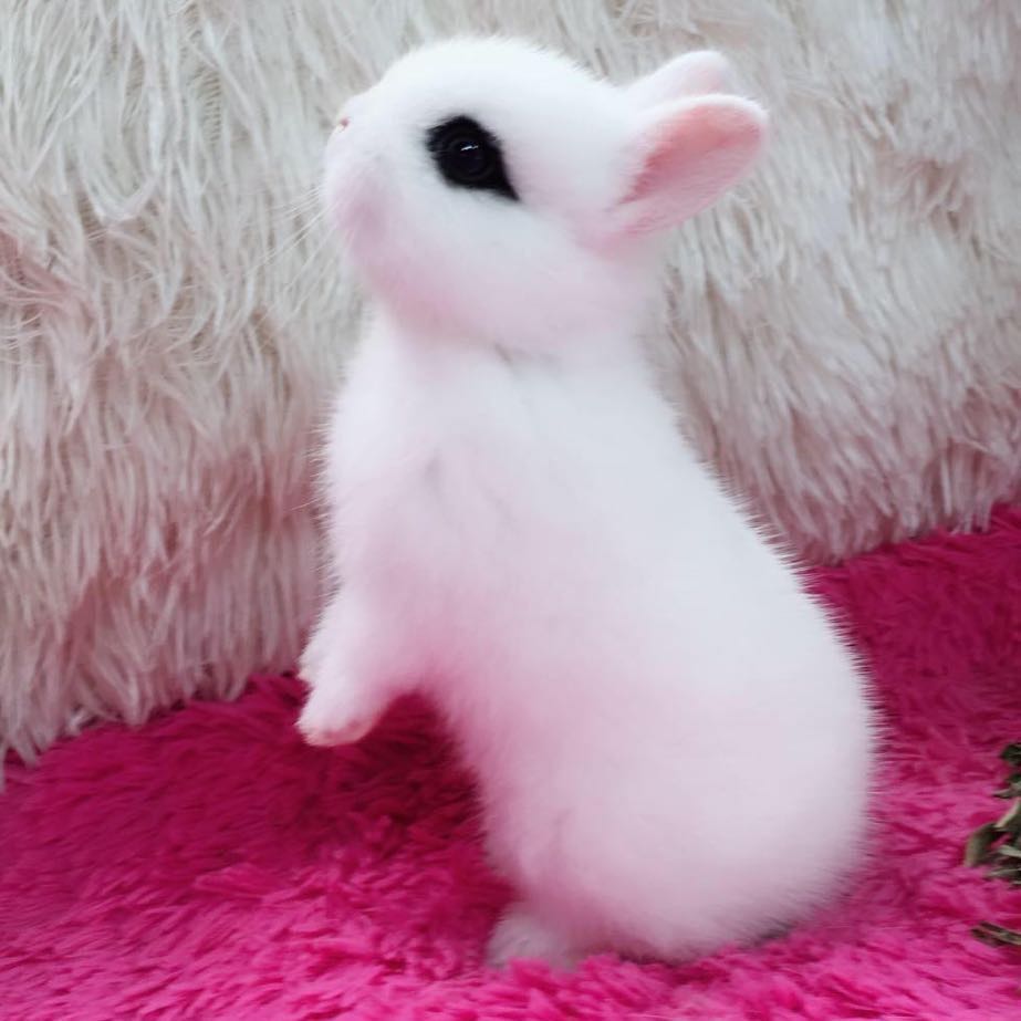 Pygmy Rabbit live pure white Begonia Hyacinth Pygmy Rabbit Teacup Rabbit Mini small long pet rabbit live