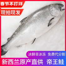 New Zealand airlifts import monarch salmon whole Article 8-9 catty of chilled salmon Fresh advanced sashimi raw fish fillet