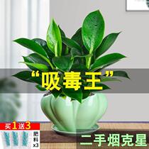 Green Princess potted plant big leaf gold diamond indoor office good green plant living room Four Seasons evergreen formaldehyde