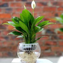 Smooth white palm flowers potted hydroponic soil culture indoor plants office water seedlings flower bonsai