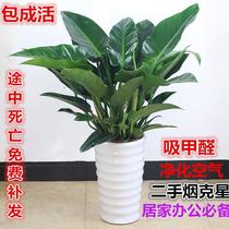 Big leaf gold diamond four seasons evergreen formaldehyde absorption purification air plants indoor green living room desktop good potted plants