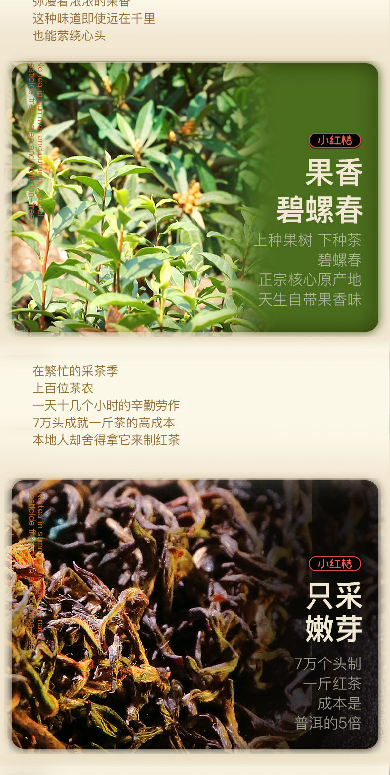 3年陈 洞庭碧螺春小红桔茶 礼盒装 36g 图5