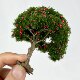 Simulated Fruit Tree Model Farm Sand Table Model Materials Apple Orchard Landscaping Orange Tree Figurine DIY Handmade Materials