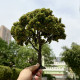 Architectural Sand Table Model Fruit Tree DIY Handmade Artificial Apple Tree Miniature Orange Tree Model Accessories