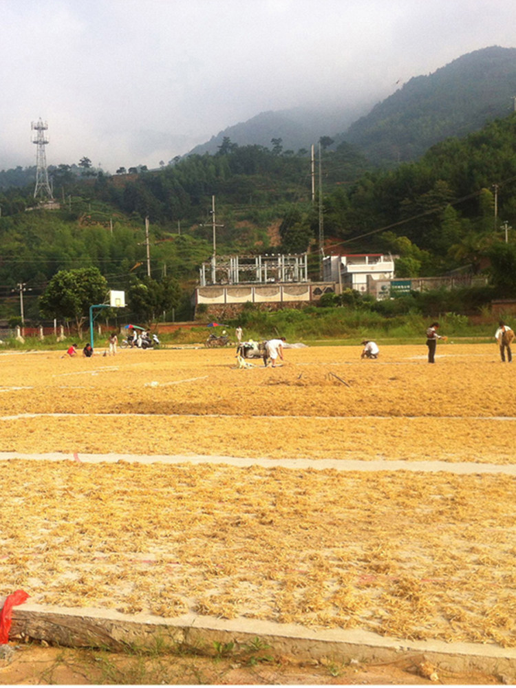 Prince ginseng 250g Children's ginseng tea Zherong soup material Children's non-500g can grind Prince ginseng powder