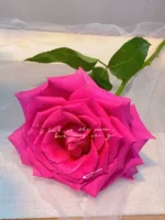 Одноловые Floyd Roses 10