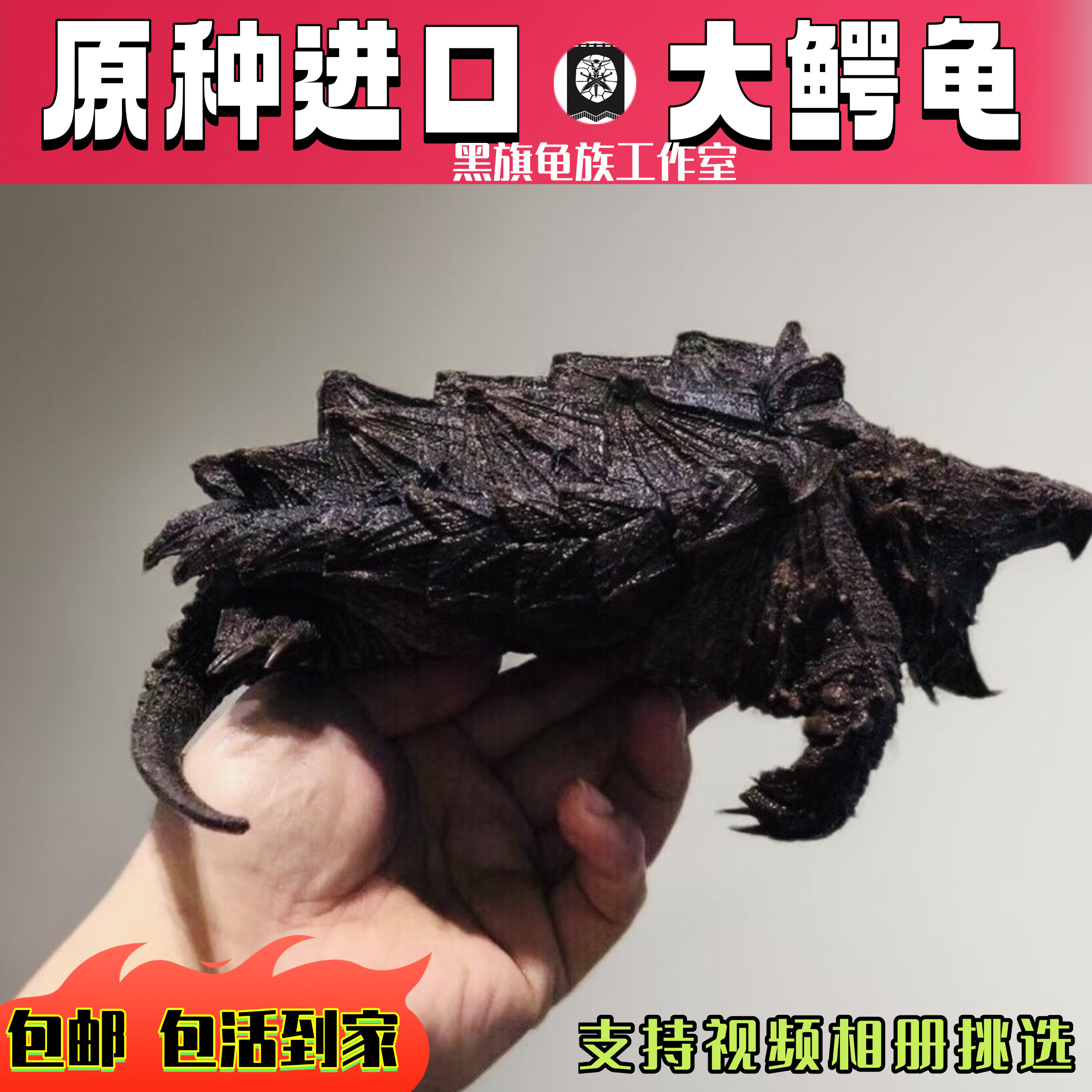 金属乌龟：承载80、90后的怀旧记忆-生肖用品-淘宝百科网