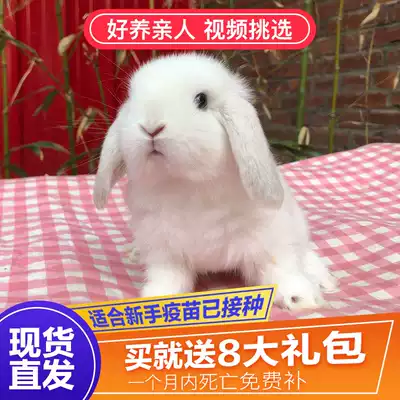 Lop-eared rabbit living Dutch pet rabbit living creature small body size small white rabbit dwarf cup cover face cat cat