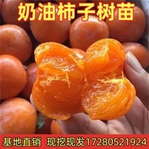 Grafted fruit saplings creamy sweet persimmon seedlings creamy persimmon grafted persimmon saplings potted potted persimmon saplings that bear fruit in the same year