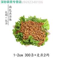 Food bugs eat food bugs chicks parrots fish bait thrush feed lark starling swallow bread baby bird feeding