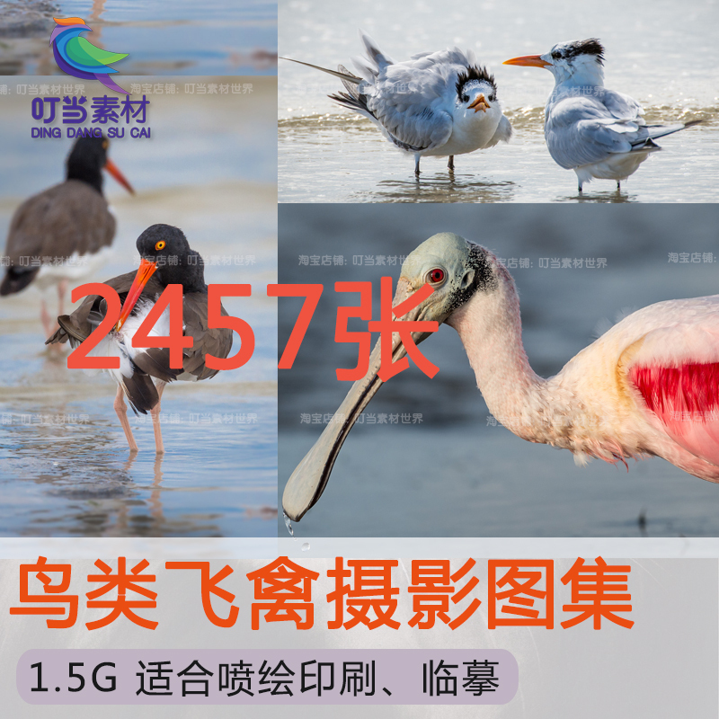 Cute Bird Photography, Beautiful Bird Capture Images, Dynamic Photos of Small Birds, Animal Painting Reference Materials